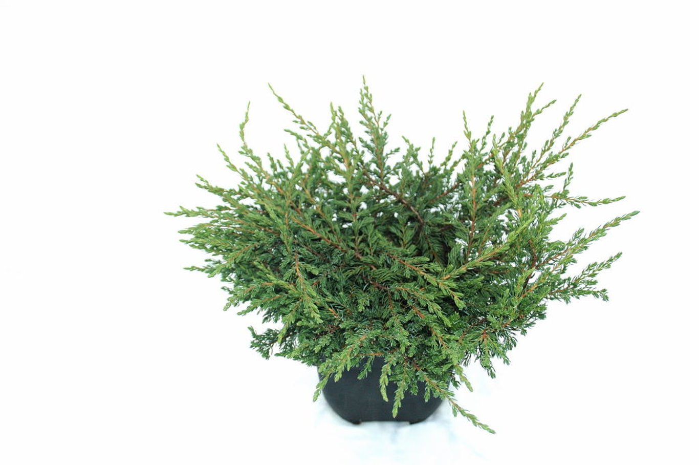 Juniperus comm. 'Repanda' - C2